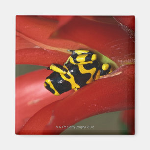 Gult-satt band giftgroda magnet