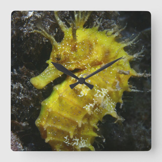 Gult Seahorse | Hippocampus Guttulatus Fyrkantig Klocka (Framsida)