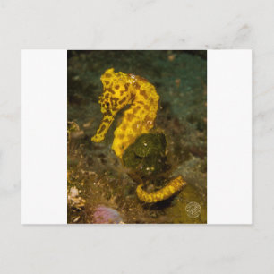 Gult Seahorse Vykort