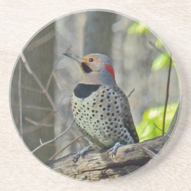 Gult-Shafted Flicker Woodpecker Underlägg Sandsten (Framsidan)