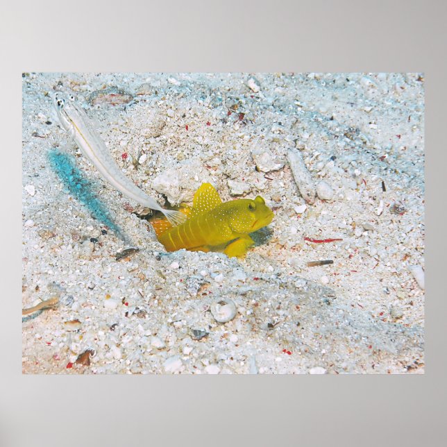 Gult Shrimp Goby Poster (Framsidan)