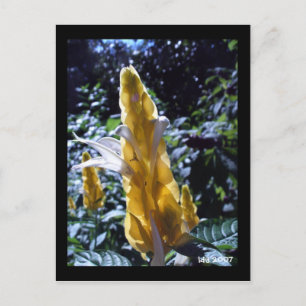 Gult Shrimp Plant med vykort