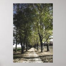 gult skogen-gump poster