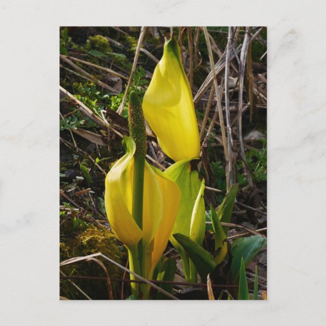 Gult Skunk Cabbage Flowers Postcard  Vykort (Framsida)