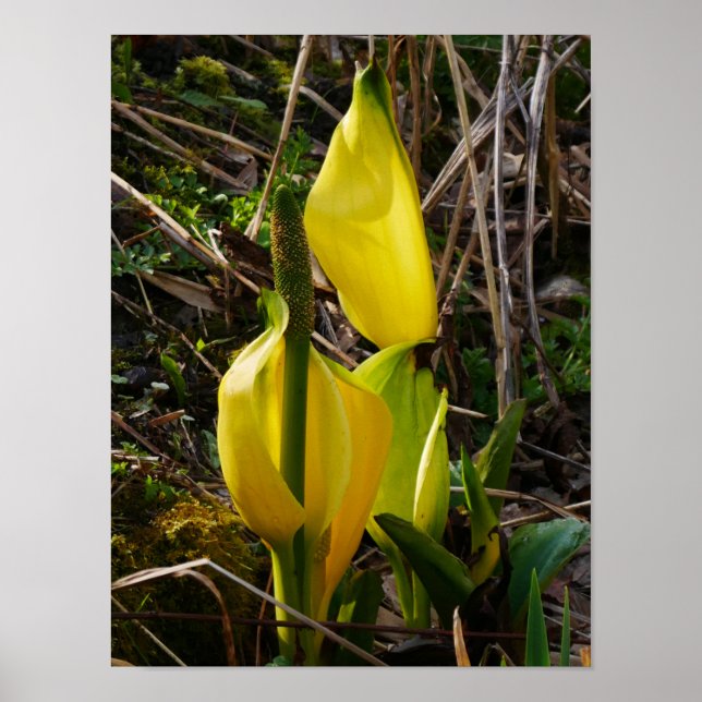 Gult Skunk Cabbage Flowers Poster (Framsidan)