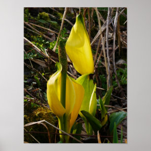 Gult Skunk Kålblommor Poster