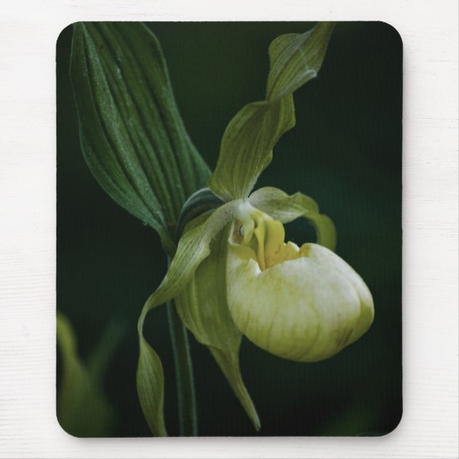 Gult Slipper Mousepad Musmatta (Framsidan)