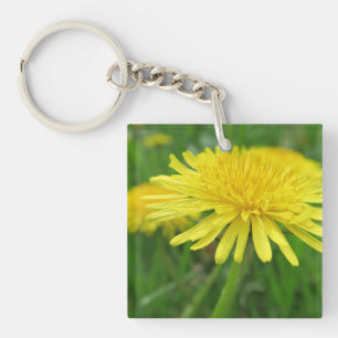 gult, smörkopp, växt, dandelion, ängsmark,