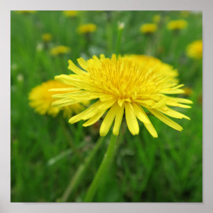 gult, smörkopp, växt, dandelion, ängsmark, poster