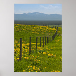 Gult Solblommor och berg Poster