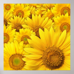 Gult Solblommor Poster