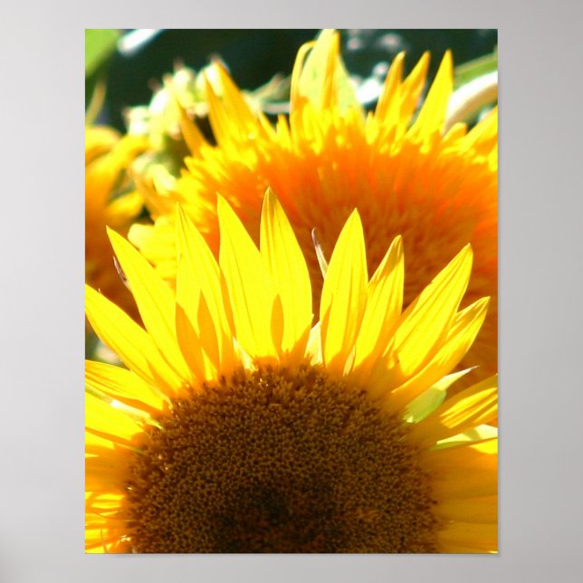 Gult Solblommor Poster (Framsidan)