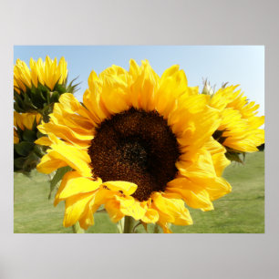 Gult Solblommor Poster