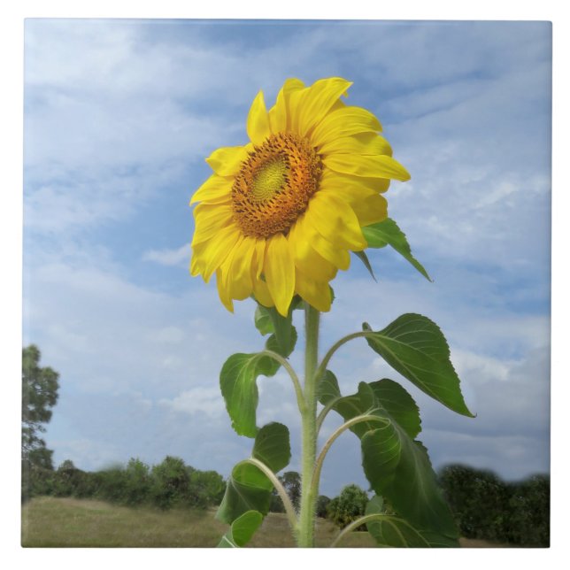 Gult Solromoln Spiegeland Tile Kakelplatta (Framsidan)