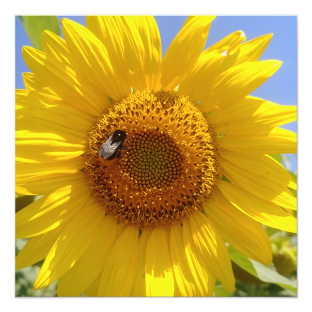 Gult Solros Fototryck (Framsidan)