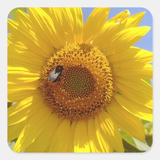 Gult Solros Fyrkantigt Klistermärke (Framsida)