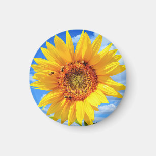 Gult Solros och Bin på Blå himmel - Sommar Magnet