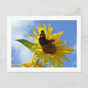 Gult Solros och rödamiral Butterfly Vykort