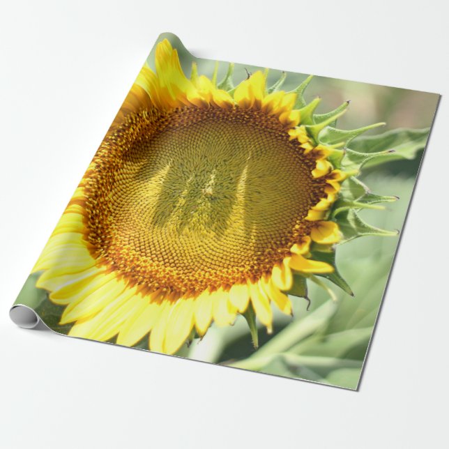Gult solros presentpapper (Utrullad)