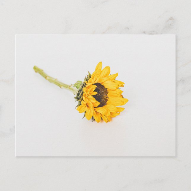 Gult Solros Vykort (Framsida)