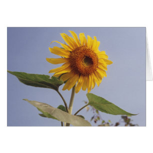 Gult Solrosblomma i Blå himmel-hälsningskort Hälsningskort