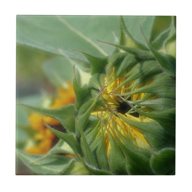 Gult Solrosblommor, uppfällningstyp Kakelplatta (Framsidan)