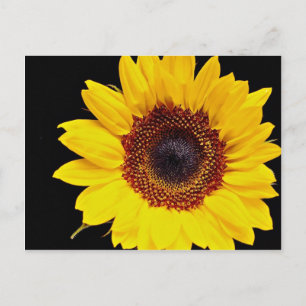 Gult solrosblommor vykort