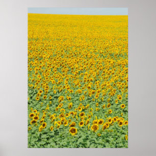 Gult solrosfält poster