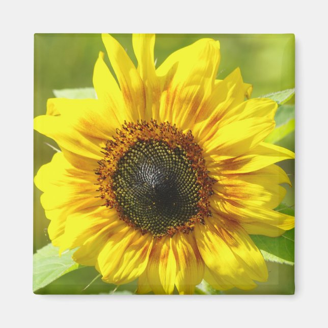 Gult Solrosoljetorn Magnet (Framsidan)