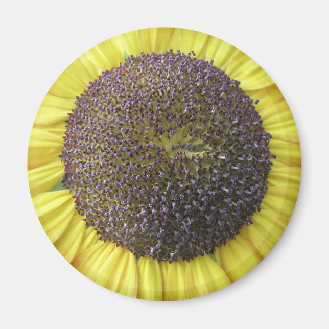 Gult Solrosoljetorn Magnet (Framsidan)