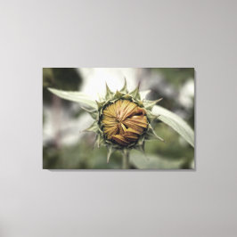 Gult solrosor med slutna blad canvastryck