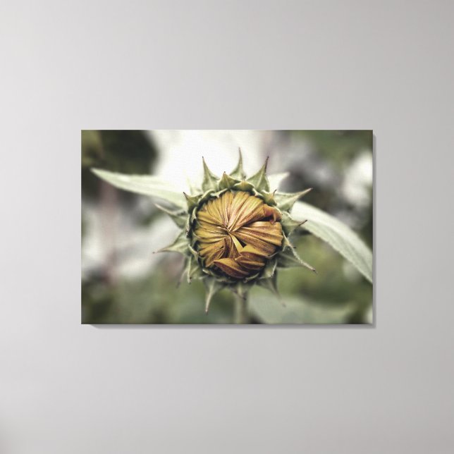 Gult solrosor med slutna blad canvastryck (Framsida)