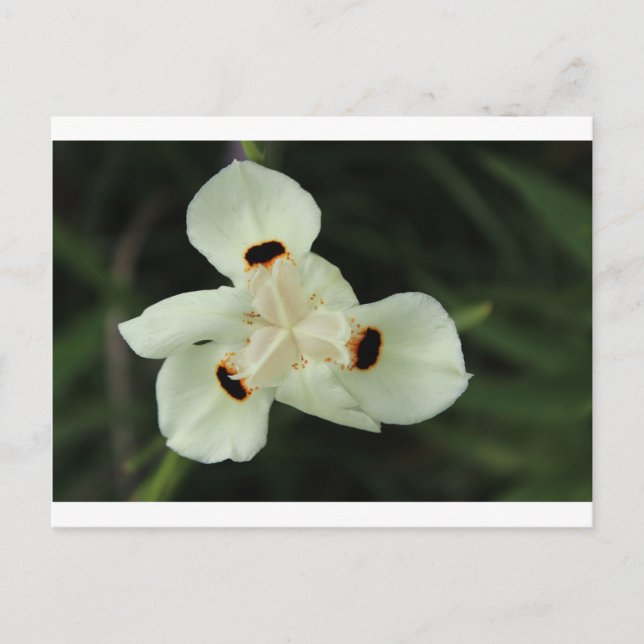 Gult, sommarblomma vykort (Framsida)