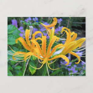 Gult Spider Lily [vykort] Vykort