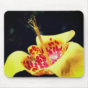 Gult Spoted Lily Flower Musmatta