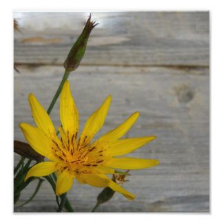 Gult Star Flower Fototryck