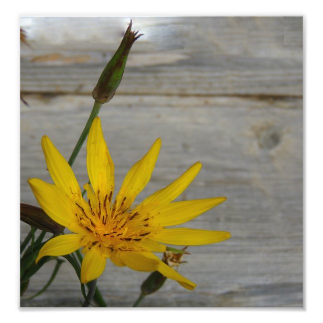 Gult Star Flower Fototryck (Framsidan)