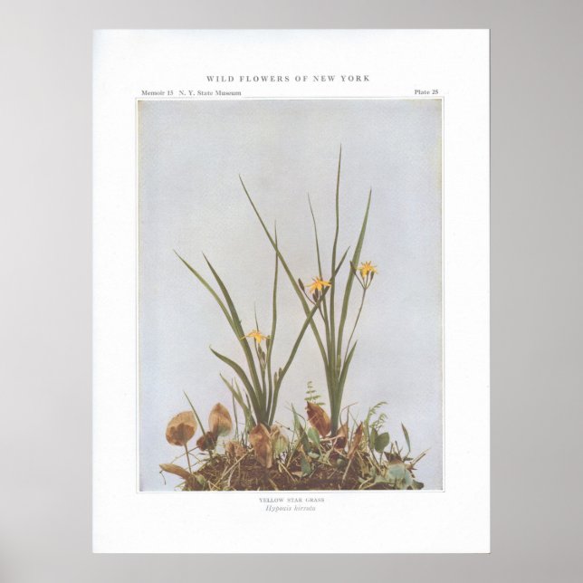 Gult Star Grass - Hypoxis hirsuta Poster (Framsidan)