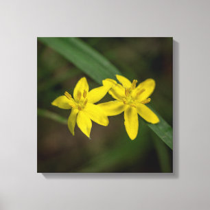 Gult Star Grass Wildblomma Canvastryck