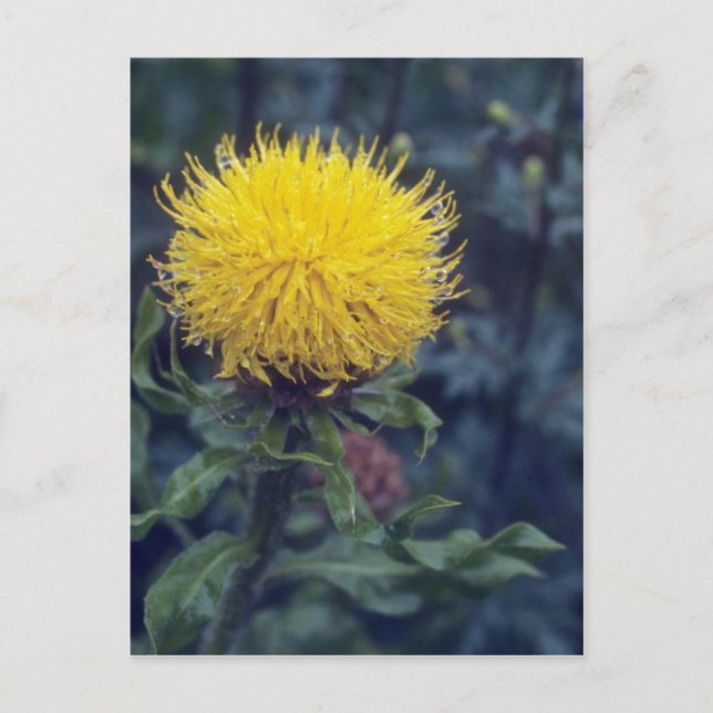 gult Star Thistle, (Centaurea Macrophala)-blomma Vykort (Framsida)