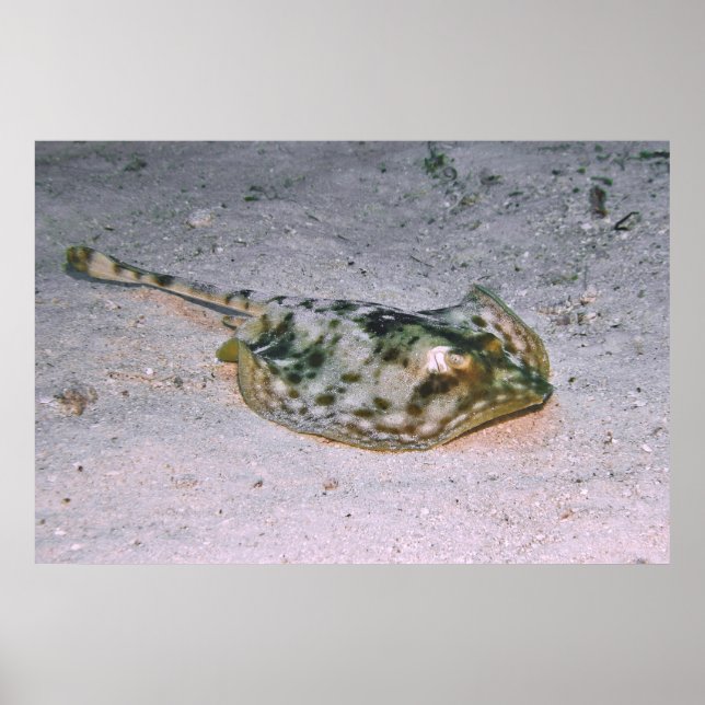 Gult Stingray in the Sand Poster (Framsidan)