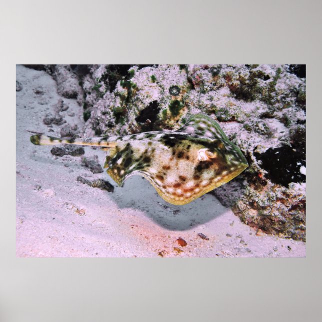 Gult Stingray på Go Poster (Framsidan)