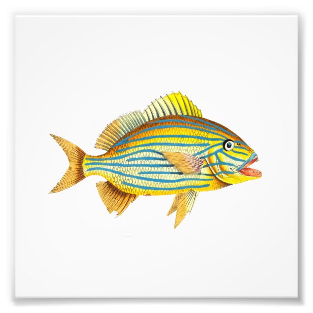 Gult Strepe Fish Beach Nautical Ocean Bathroom Fototryck (Framsidan)