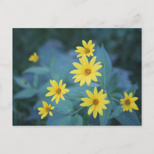Gult Sunchoke Flowers on Blue Background Poster Vykort
