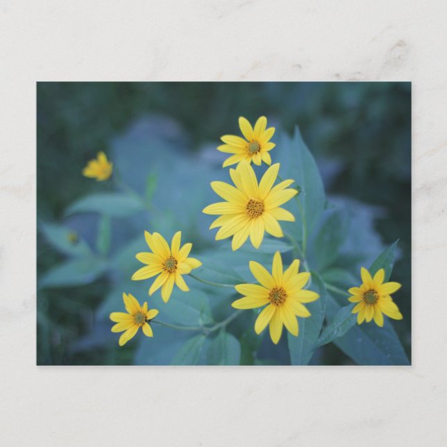 Gult Sunchoke Flowers on Blue Background Poster Vykort (Framsida)