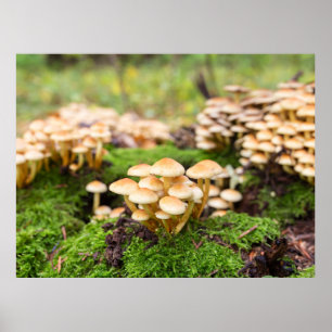 Gult svampar i höstskogen. poster