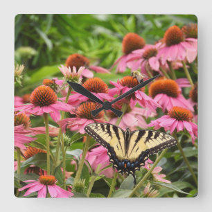 Gult Svärdsvansfjäril på Echinacea Fyrkantig Klocka