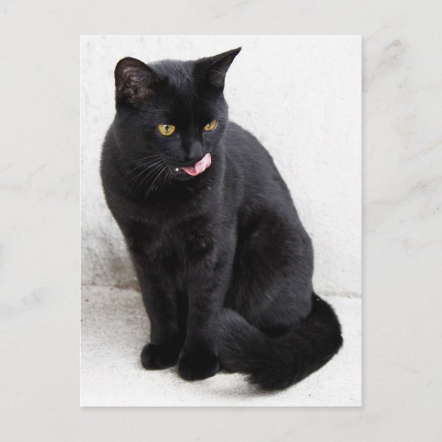 Gult, svart katt slickande läppar vykort (Framsida)