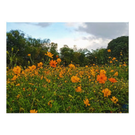 Gult Svavelkosmos Flower Fototryck