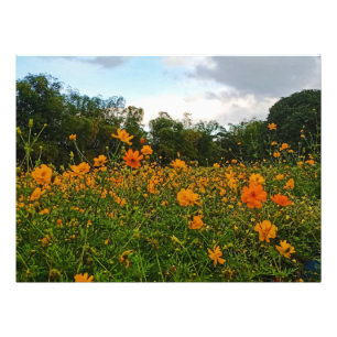 Gult Svavelkosmos Flower Fototryck